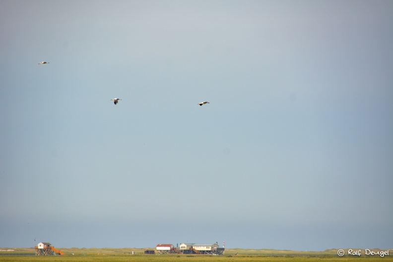 D71_4668.jpg