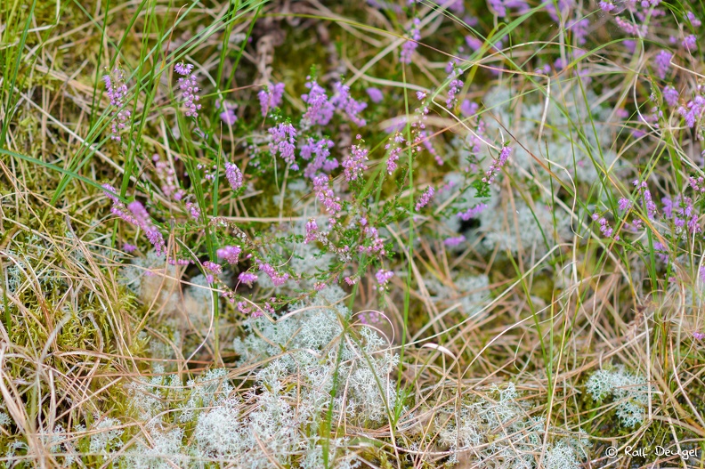 D71_4781.jpg