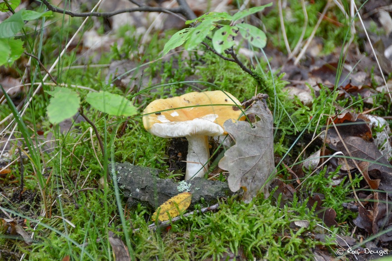D71_5272.jpg