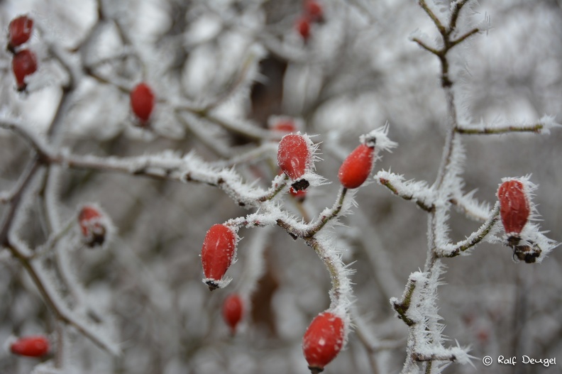D71_2835.jpg
