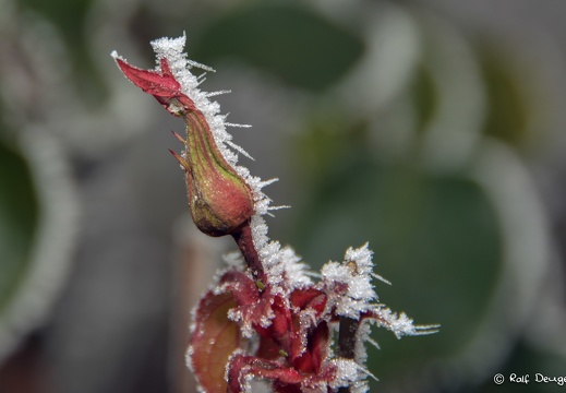 D71 2843