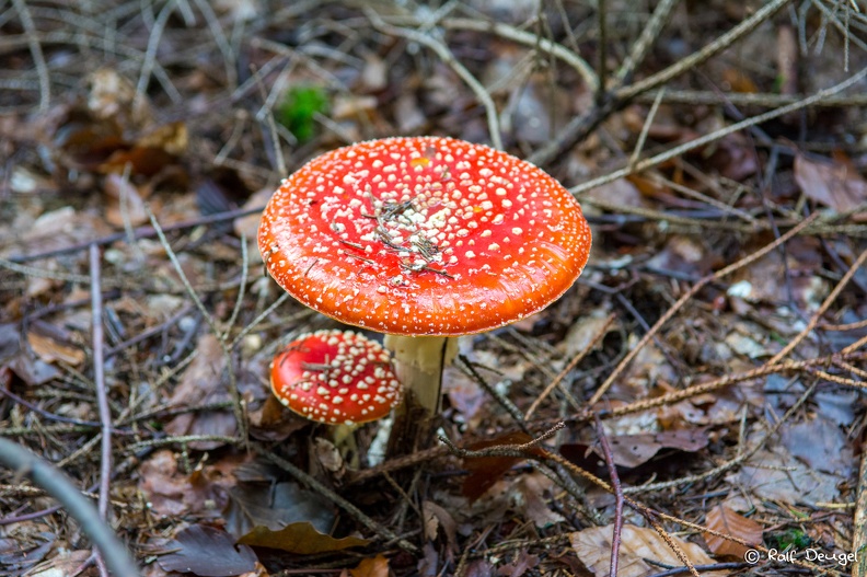 D71_3481.jpg