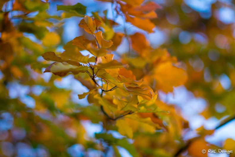 D71_3511.jpg