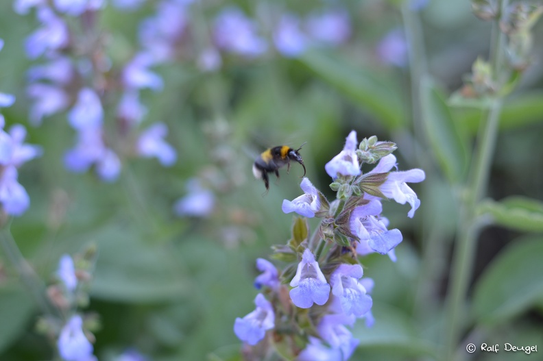 D71_7093.jpg