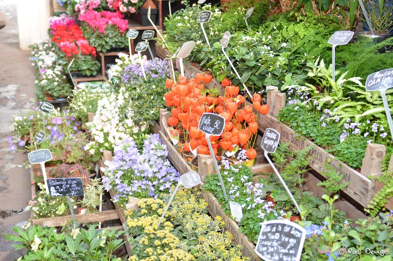 D71_4208.jpg
