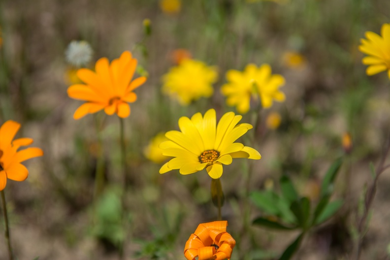 D71_8117.jpg