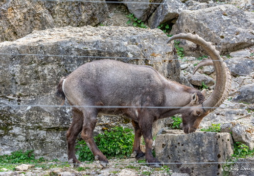 D71 1658