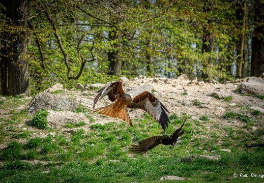 D71 1856